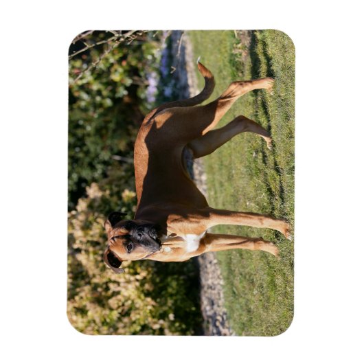 Magnet Flexible Chien de boxe de la faune debout (Vertical)