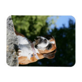 Magnet Flexible Chien de boxe posé sur un rocher (Horizontal)