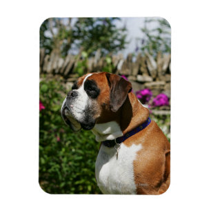 Magnet Flexible Chien de boxeur en fleurs