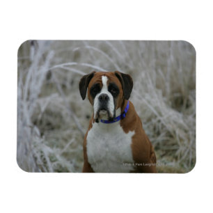 Magnet Flexible Chien de boxeur se reposant dans le Frost