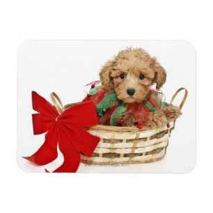 Magnet Flexible Chien de caniche assis dans le panier de Noël