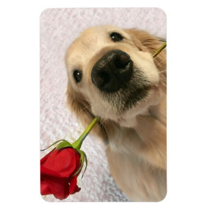 Magnet Flexible Chien de golden retriever avec le rose rouge