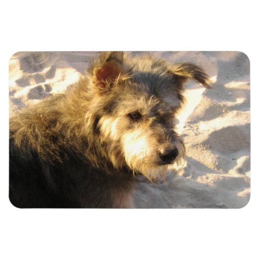Magnet Flexible Chien de plage thaïlandais (Horizontal)