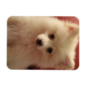 Magnet Flexible Chien de Poméranie mignon (Horizontal)