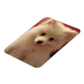 Magnet Flexible Chien de Poméranie mignon (Côté Gauche)