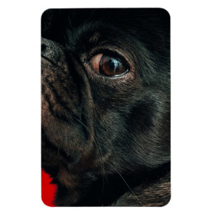 Magnet Flexible chien de rojo