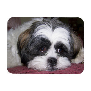 Magnet Flexible Chien de Shih Tzu