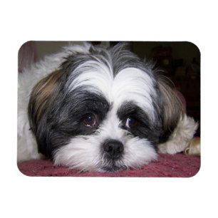 Magnet Flexible Chien de Shih Tzu