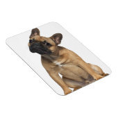 Magnet Flexible Chien de taureau français (7 mois) (Côté Droit)