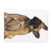 Magnet Flexible Chien de taureau français (7 mois) (Horizontal)