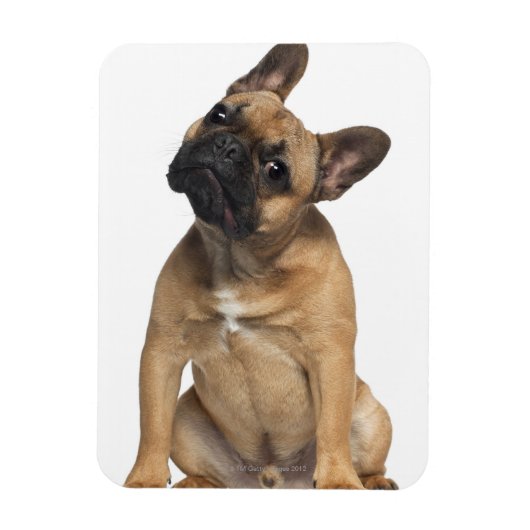 Magnet Flexible Chien de taureau français (7 mois) (Vertical)