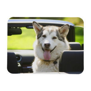 Magnet Flexible Chien de traîneau sur un tour