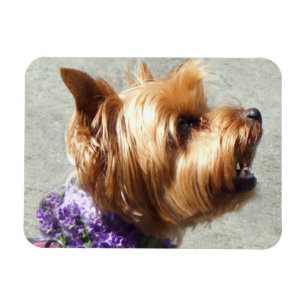 Magnet Flexible Chien de Yorkshire Terrier
