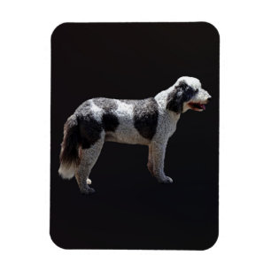Magnet Flexible Chien d'eau portugais