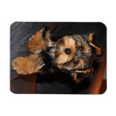 Magnet Flexible Chien du Yorkshire Terrier (Horizontal)