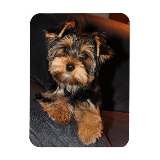 Magnet Flexible Chien du Yorkshire Terrier (Vertical)