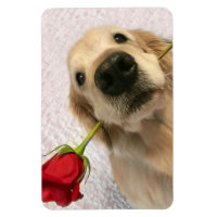 Chien Golden Retriever avec Rose rouge