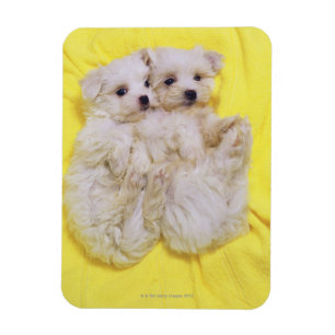 Magnet Flexible Chien maltais ; est une petite race du chien blanc