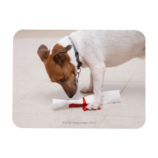 Magnet Flexible Chien regardant vers le bas un diplôme (Horizontal)