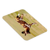 Magnet Flexible Chien sauvage africain (Lycaon Pictus) debout (Côté Droit)