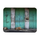 Magnet Flexible Chiens errants devant les portes rectangle magnéti (Horizontal)