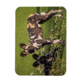 Magnet Flexible Chiens sauvages africains en Tanzanie (Vertical)