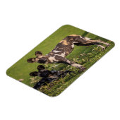 Magnet Flexible Chiens sauvages africains en Tanzanie (Côté Gauche)