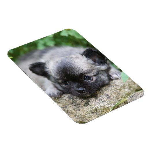 Magnet Flexible Chihuahua (Côté Droit)