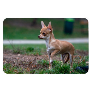 Magnet Flexible Chihuahua