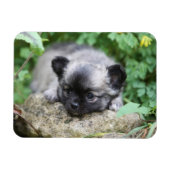 Magnet Flexible Chihuahua (Horizontal)