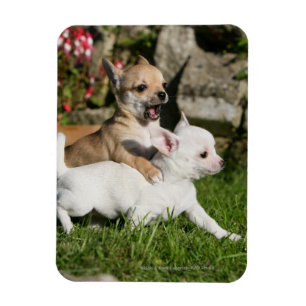 Magnet Flexible Chihuahua Chippie Jouer