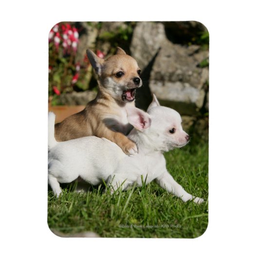 Magnet Flexible Chihuahua Chippie Jouer (Vertical)