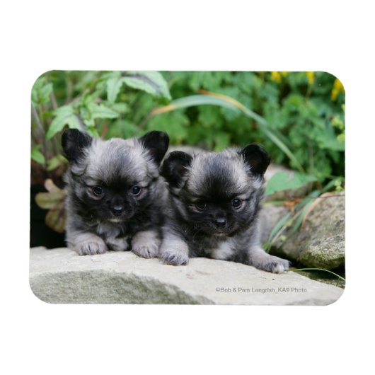 Magnet Flexible Chihuahua Chiuppies (Horizontal)