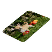 Magnet Flexible Chihuahua Chiuppy avec pommes (Côté Gauche)