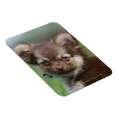 Magnet Flexible Chihuahua Chiuppy regardant la caméra (Côté Droit)