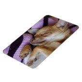 Magnet Flexible Chihuahua endormi (Côté Gauche)