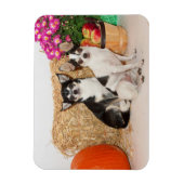 Magnet Flexible Chihuahua est à l'automne (Vertical)