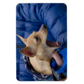 Magnet Flexible Chihuahua hurle (Vertical)