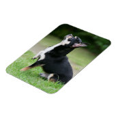 Magnet Flexible Chihuahua noir et crème (Côté Gauche)
