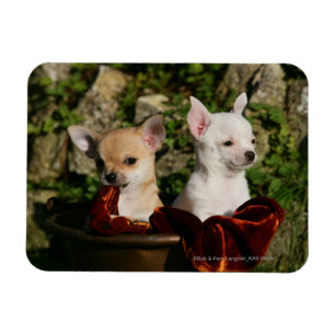 Magnet Flexible Chihuahua Puppies