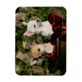 Magnet Flexible Chihuahua Puppies (Vertical)