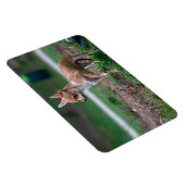 Magnet Flexible Chihuahua Puppy (Côté Droit)