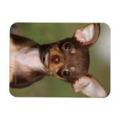Magnet Flexible Chihuahua Puppy regarde l'appareil photo (Horizontal)