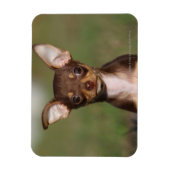 Magnet Flexible Chihuahua Puppy regarde l'appareil photo (Vertical)