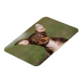 Magnet Flexible Chihuahua Puppy regarde l'appareil photo (Côté Gauche)