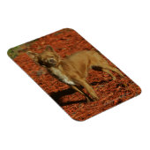 Magnet Flexible Chihuahua Regardant la caméra (Côté Droit)