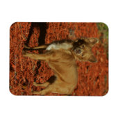 Magnet Flexible Chihuahua Regardant la caméra (Horizontal)