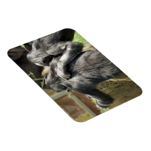 MAGNET FLEXIBLE CHIMPANZÉS (Côté Droit)
