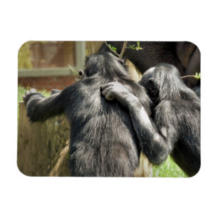 MAGNET FLEXIBLE CHIMPANZÉS