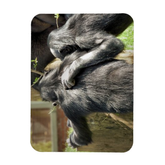 MAGNET FLEXIBLE CHIMPANZÉS (Vertical)